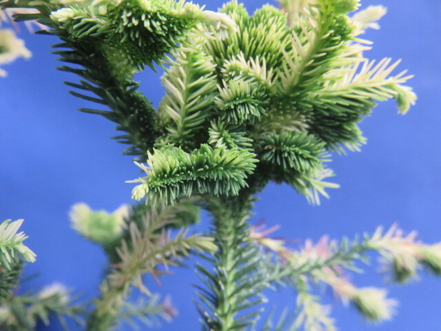 山野草　斑入り　樹木　　石化杉（セッカスギ）
