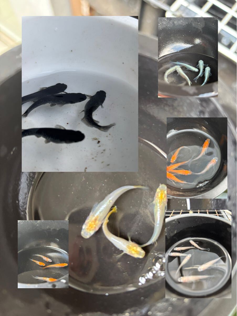 めだか　ミックス　20匹_画像1