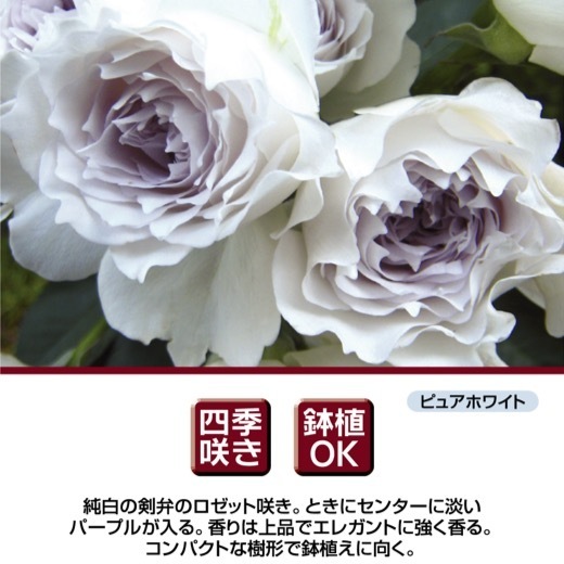 送料無料　ガブリエル6號鉢大苗予約　　鉢植え バラ 薔薇 河本バラ園 ヘブンシリーズ 大苗