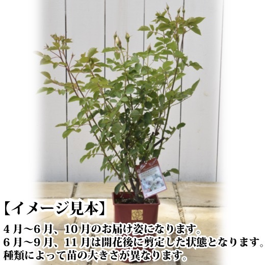 送料無料　アンヌ6號鉢大苗予約　　鉢植え バラ 薔薇 河本バラ園 大苗