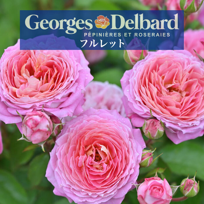 送料無料　フルレット6號鉢　春開花株　　鉢植え バラ 薔薇 デルバール 大苗 フレンチローズ 開花苗