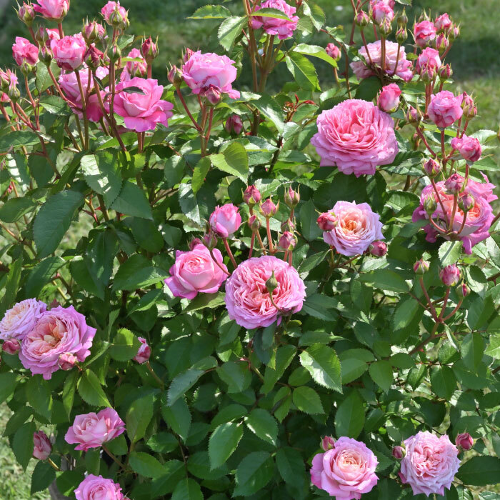 送料無料　フルレット6號鉢　春開花株　　鉢植え バラ 薔薇 デルバール 大苗 フレンチローズ 開花苗