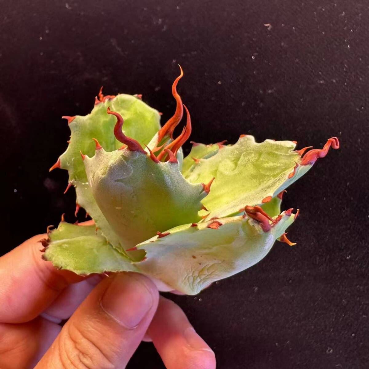 F-16多肉植物アガベ ‘Spawn'×イシスメンシス×グアダラハラナ　超陽炎 優(yōu)良血統(tǒng) 極上OC株 天芽株
