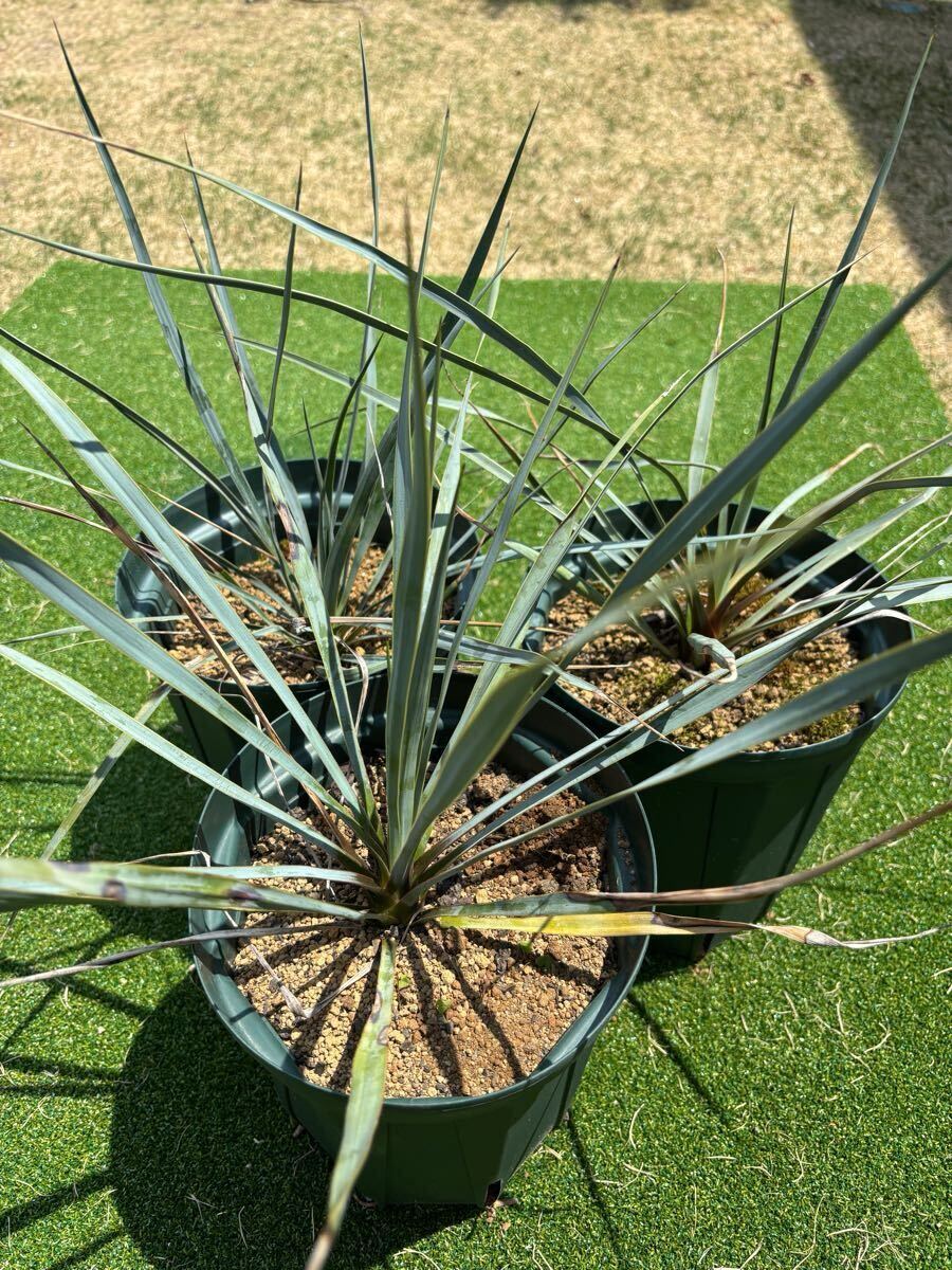【送料無料】ユッカ? ロストラータ　スリット鉢（CSM-180L） 3個セット Yucca rostrata お任せ鉢