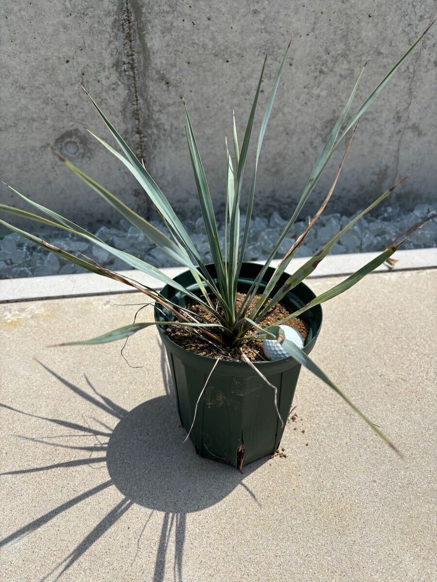 【送料無料】ユッカ? ロストラータ　スリット鉢（CSM-180L） 3個セット Yucca rostrata お任せ鉢