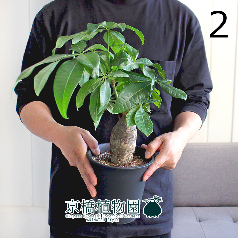 【現(xiàn)品】パキラ 極太?樸仕立て 5號 黒鉢（2）Pachira