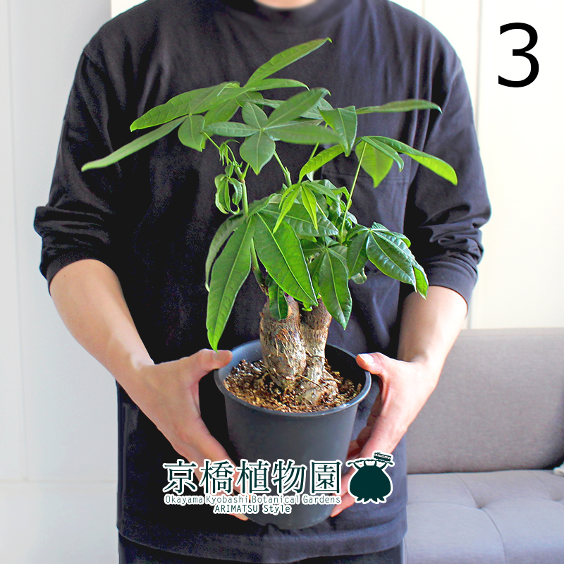 【現(xiàn)品】パキラ 極太?樸仕立て 5號(hào) 黒鉢（3）Pachira