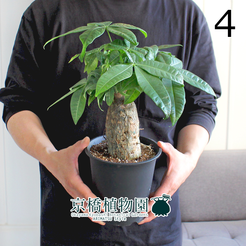 【現(xiàn)品】パキラ 極太?樸仕立て 5號 黒鉢（4）Pachira