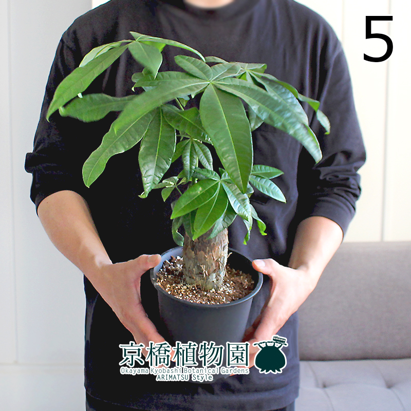 【現(xiàn)品】パキラ 極太?樸仕立て 5號 黒鉢（5）Pachira