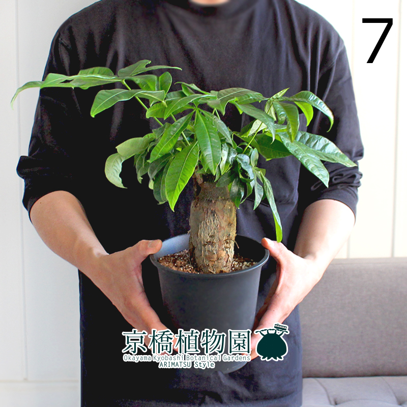 【現(xiàn)品】パキラ 極太?樸仕立て 5號 黒鉢（7）Pachira