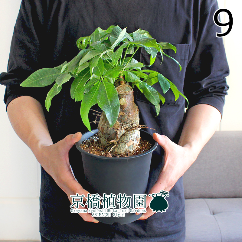 【現(xiàn)品】パキラ 極太?樸仕立て 5號 黒鉢（9）Pachira