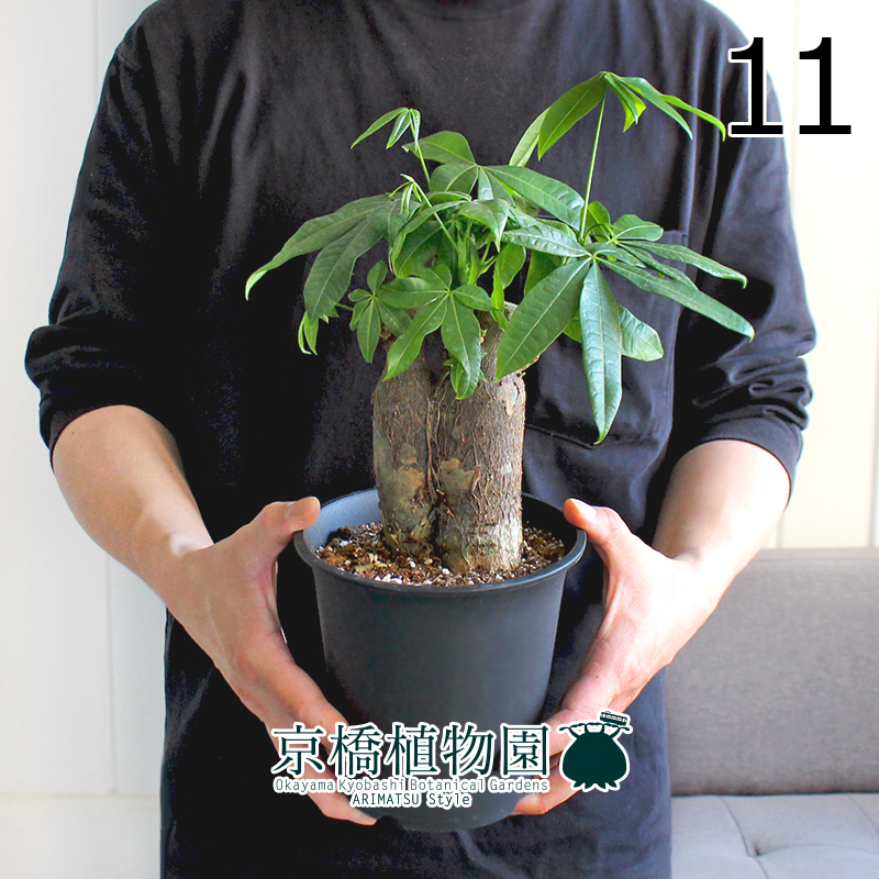 【现品】パキラ 极太・朴仕立て 5号 黒鉢（11）Pachira