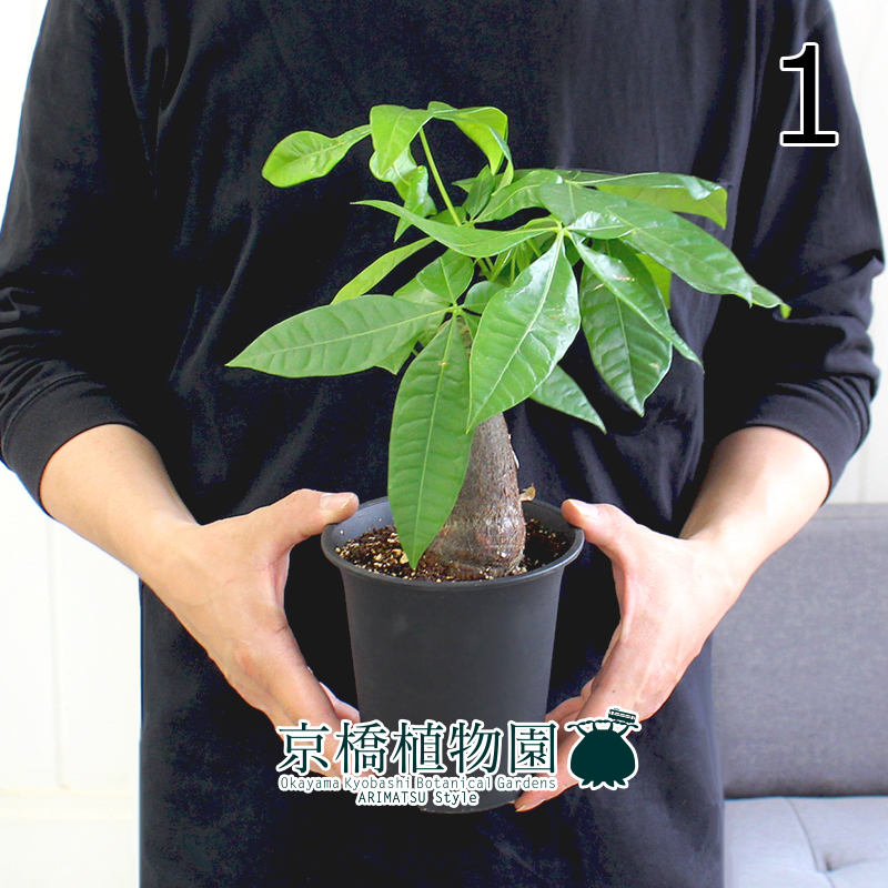 【現(xiàn)品】パキラ 樸仕立て 4號 黒鉢（1）Pachira
