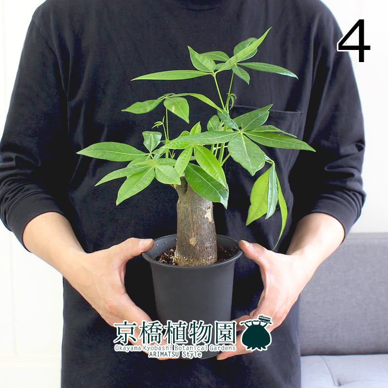 【現(xiàn)品】パキラ 樸仕立て 4號 黒鉢（4）Pachira