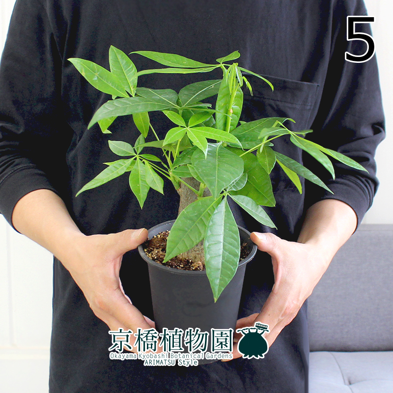 【現(xiàn)品】パキラ 樸仕立て 4號 黒鉢（5）Pachira