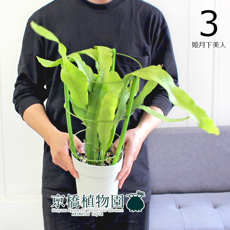 【現(xiàn)品】月下美人 5號(hào)（3）Epiphyllum oxypetalum