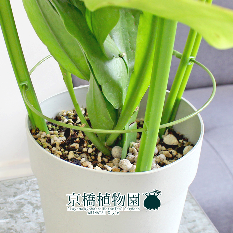 【現(xiàn)品】月下美人 5號(hào)（3）Epiphyllum oxypetalum