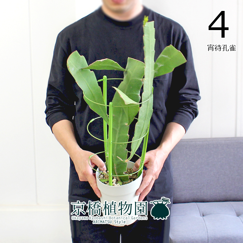 【現(xiàn)品】月下美人 5號（4）Epiphyllum oxypetalum