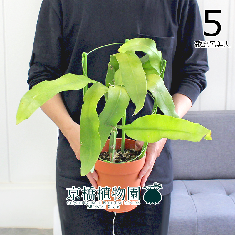 【現(xiàn)品】月下美人 5號(hào)（5）Epiphyllum oxypetalum