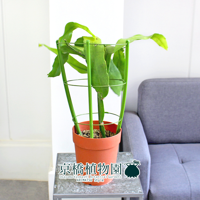 【現(xiàn)品】月下美人 5號(hào)（5）Epiphyllum oxypetalum
