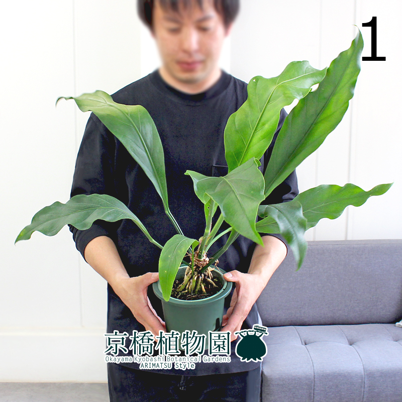 【現(xiàn)品】アンスリウム?フーケリー 5號(hào) 緑鉢（1）Anthurium hookeri