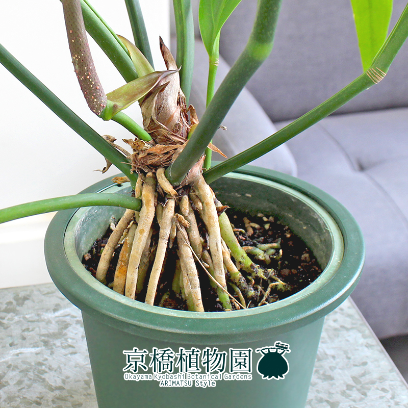 【現(xiàn)品】アンスリウム?フーケリー 5號(hào) 緑鉢（1）Anthurium hookeri