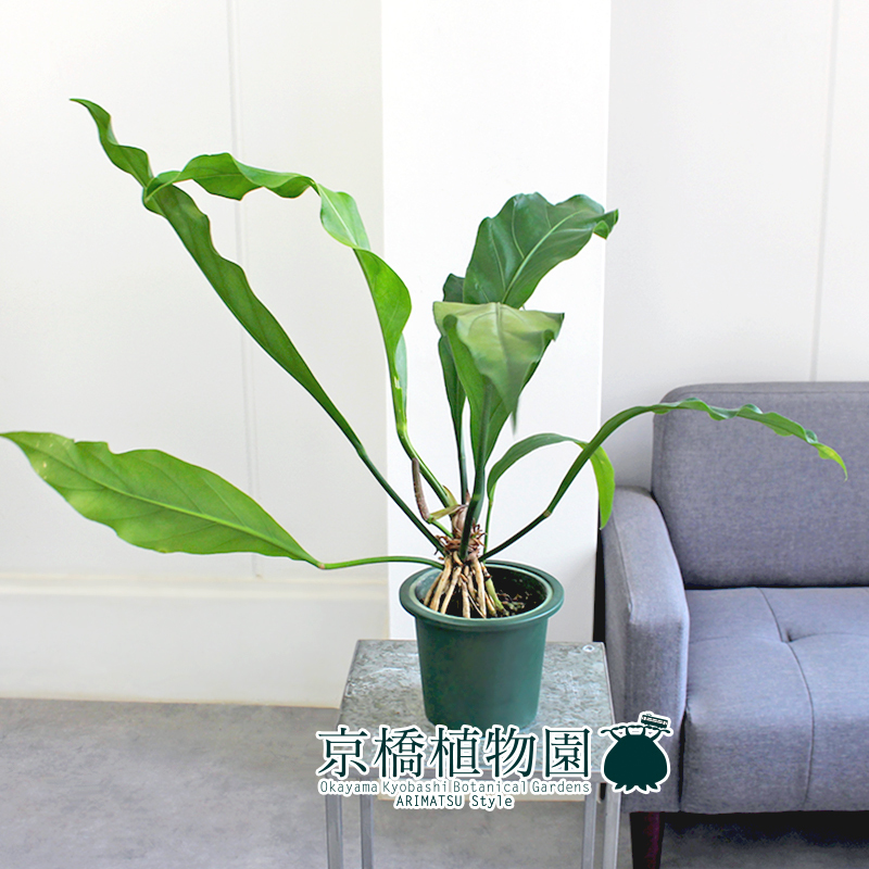 【現(xiàn)品】アンスリウム?フーケリー 5號(hào) 緑鉢（1）Anthurium hookeri