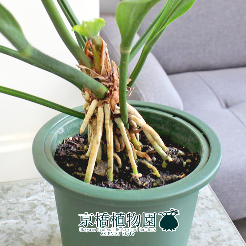【現(xiàn)品】アンスリウム?フーケリー 5號(hào) 緑鉢（2）Anthurium hookeri