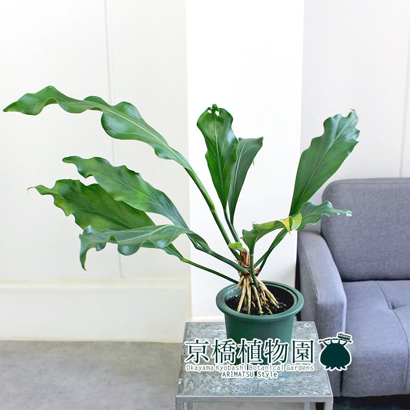 【現(xiàn)品】アンスリウム?フーケリー 5號(hào) 緑鉢（2）Anthurium hookeri