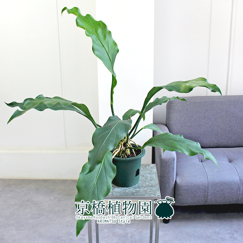 【現(xiàn)品】アンスリウム?フーケリー 5號 緑鉢（6）Anthurium hookeri