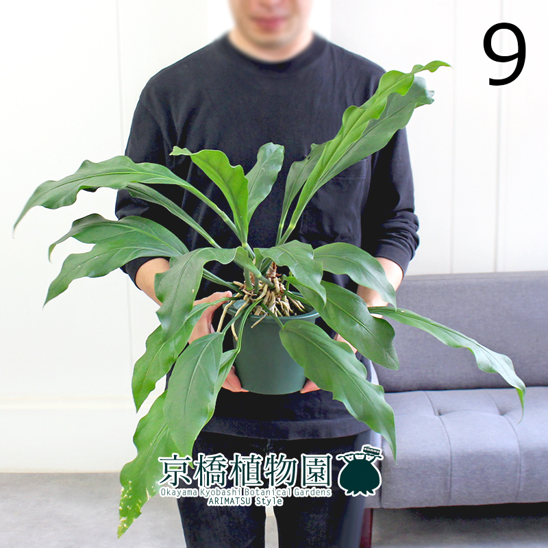 【現(xiàn)品】アンスリウム?フーケリー 5號(hào) 緑鉢（9）Anthurium hookeri