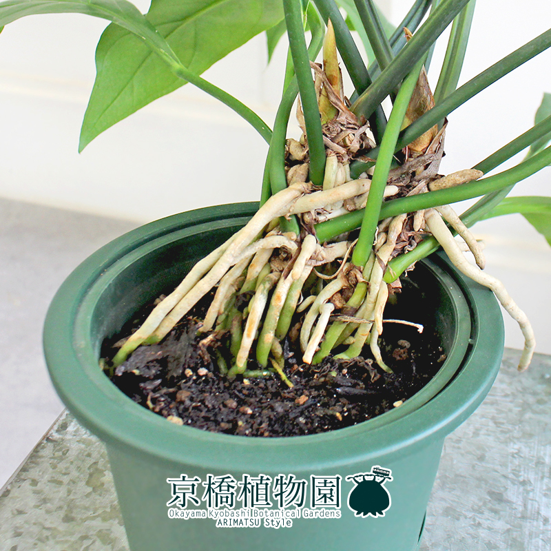 【現(xiàn)品】アンスリウム?フーケリー 5號(hào) 緑鉢（9）Anthurium hookeri