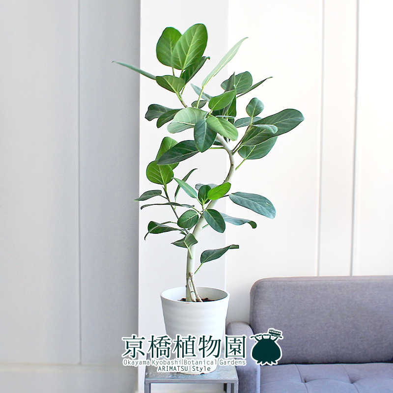 【現(xiàn)品】フィカス?ベンガレンシス?オードリー 7號(hào) 曲がり 白セラアート鉢（1）Ficus benghalensis