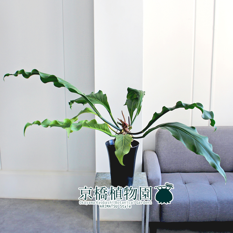 【現(xiàn)品】アンスリウム?フーケリー 6號 黒鉢（1）Anthurium hookeri