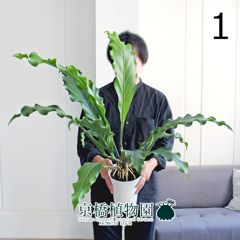 【現(xiàn)品】アンスリウム?フーケリー 6號(hào) 白鉢（1）Anthurium hookeri