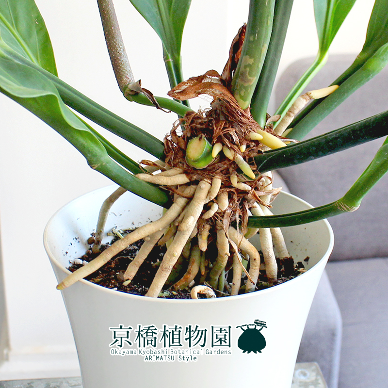 【現(xiàn)品】アンスリウム?フーケリー 6號(hào) 白鉢（1）Anthurium hookeri