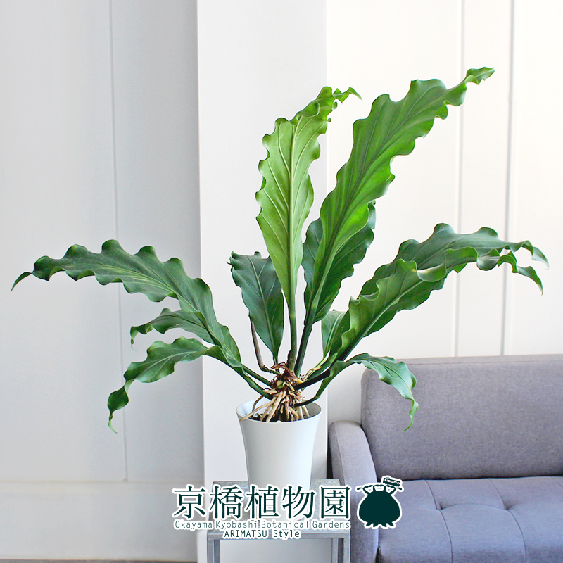 【現(xiàn)品】アンスリウム?フーケリー 6號(hào) 白鉢（1）Anthurium hookeri