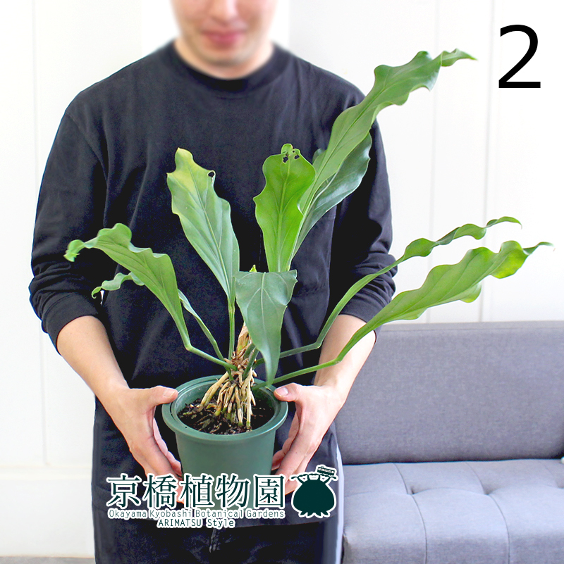 【現(xiàn)品】アンスリウム?フーケリー 5號(hào) 緑鉢（2）Anthurium hookeri