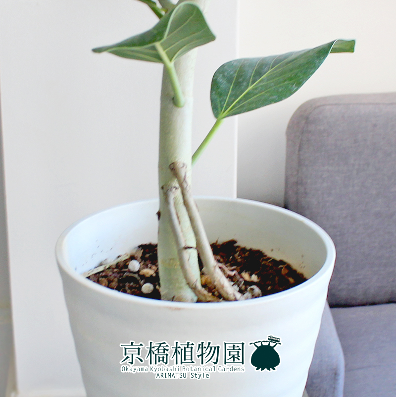 【現(xiàn)品】フィカス?ベンガレンシス?オードリー 7號(hào) 曲がり 白セラアート鉢（1）Ficus benghalensis