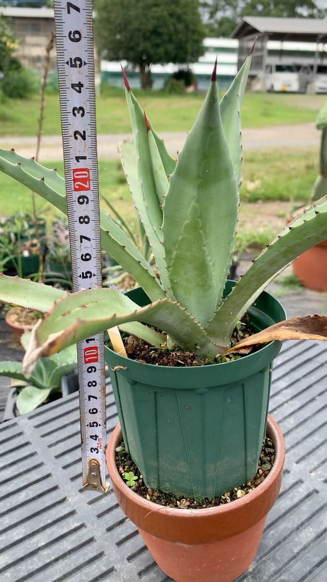 14 アガベ アメリカーナ 抜き苗 Agave americana