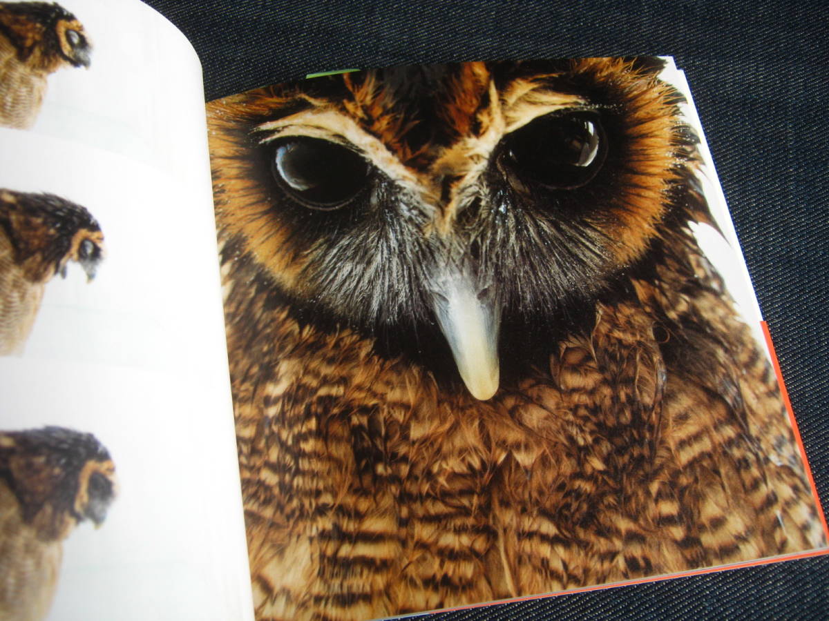 Paypayフリマ ふくろうデイズ 黒須みゆき 写真集 フクロウ Strix Uralensis Ural Owl