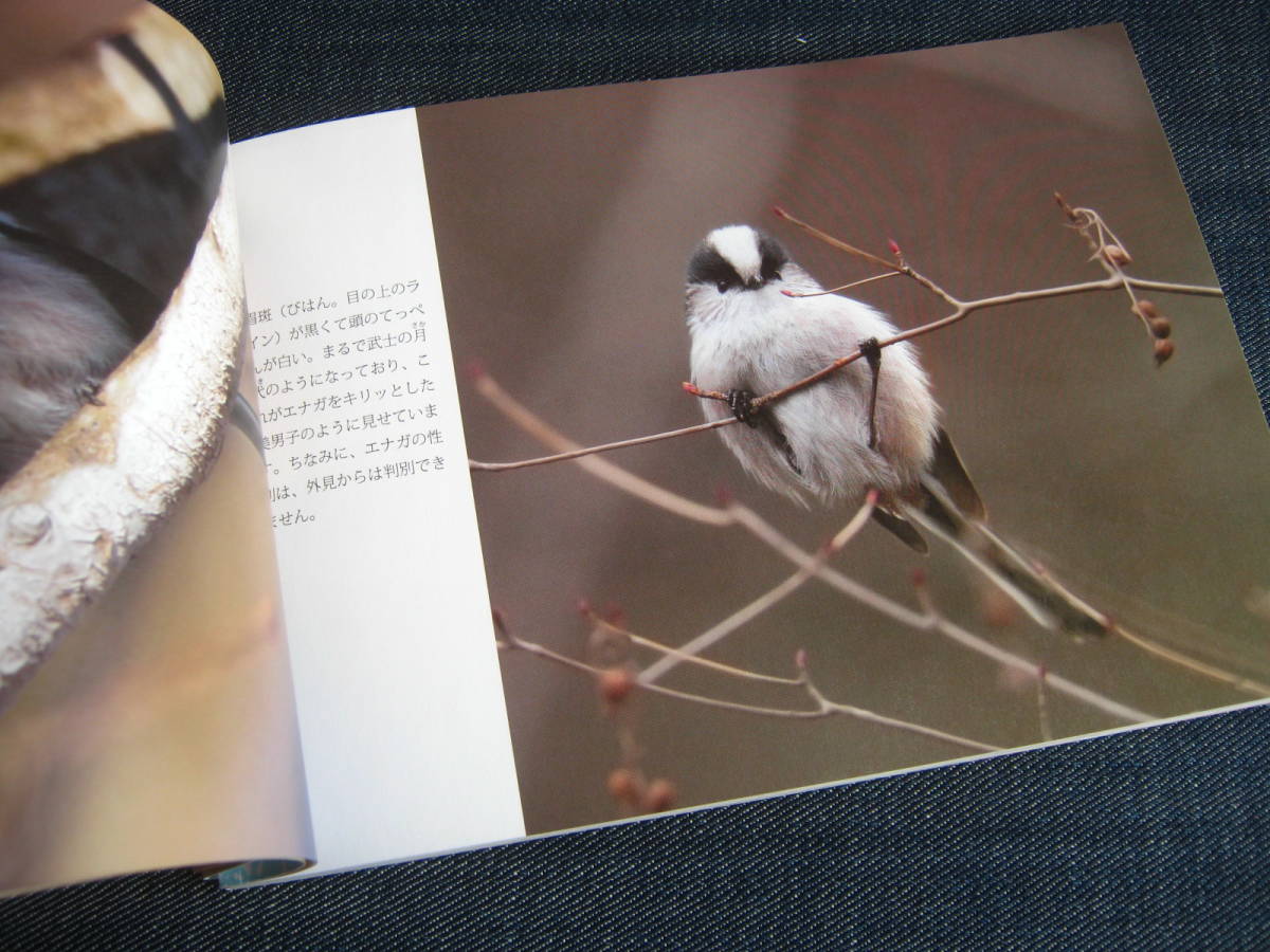 ヤフオク エナガのねぐら 写真集 野鳥 富士山麓 ヤフオク エナガのねぐら 写真集 野鳥 富士山麓
