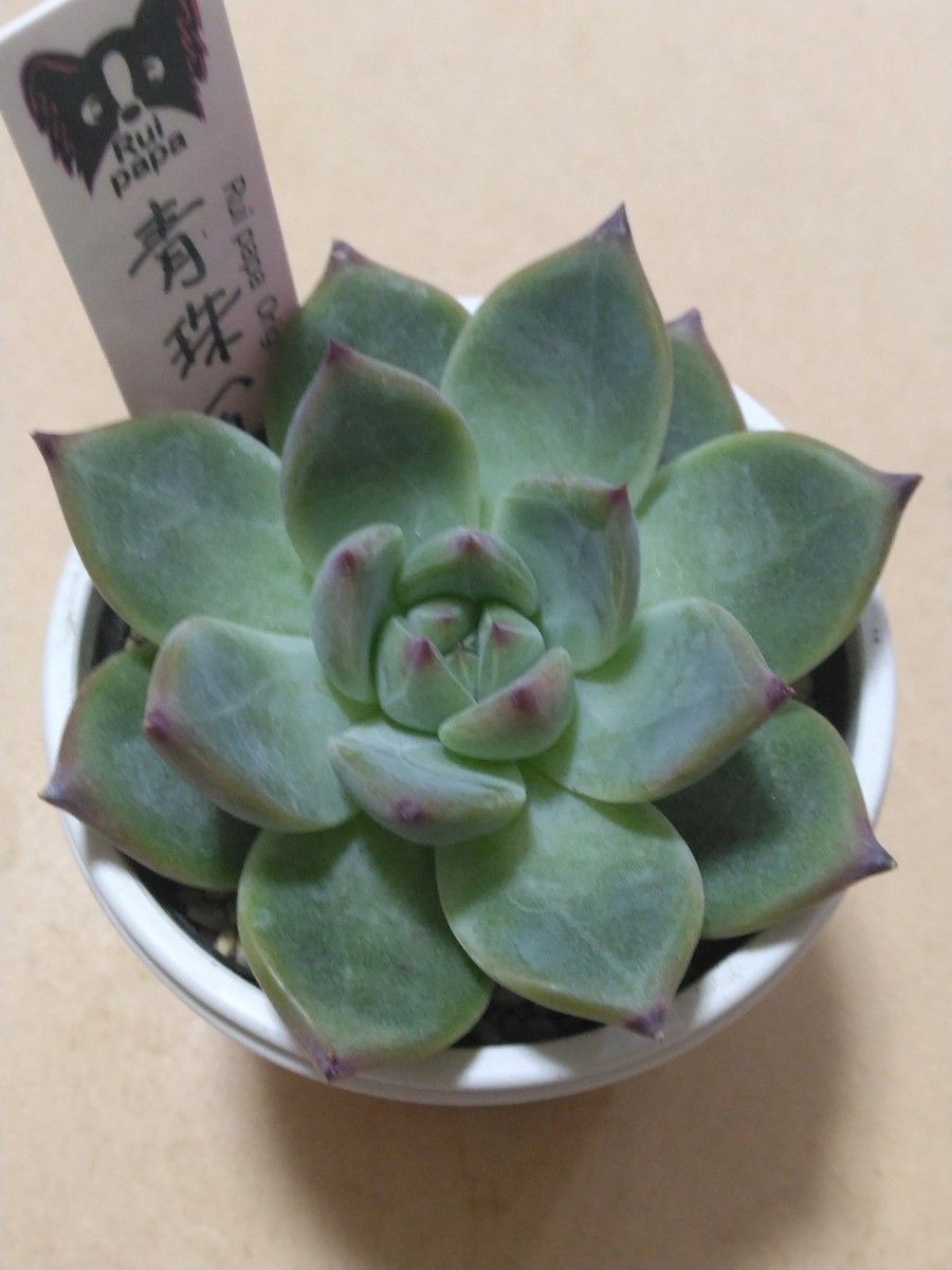 ルイパパさん苗】命名株 青珠【札付き】希少苗｜Yahoo!フリマ（旧