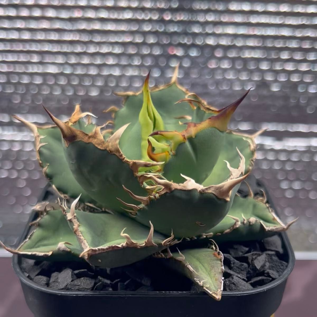 アガベ AGAVE チタノタ titanota FO-76 子株 1-1 鉢のまま発送 ※一部葉に日焼けあり