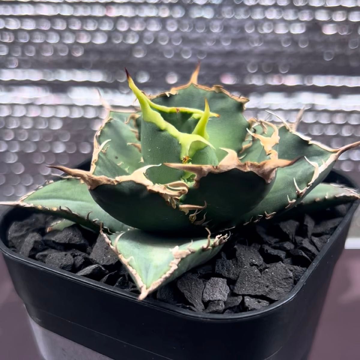 アガベ AGAVE チタノタ titanota シャークソウイ Sharksoui 子株 1-1 鉢のまま発送