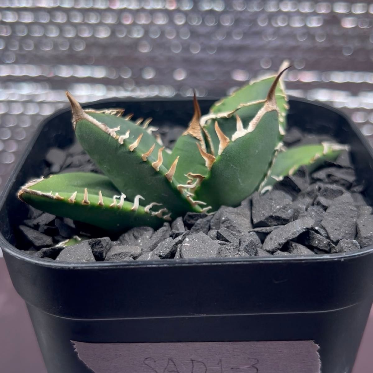 アガベ Agave チタノタ titanota 南アフリカダイヤモンド SAD 子株 1-3 鉢のまま発送