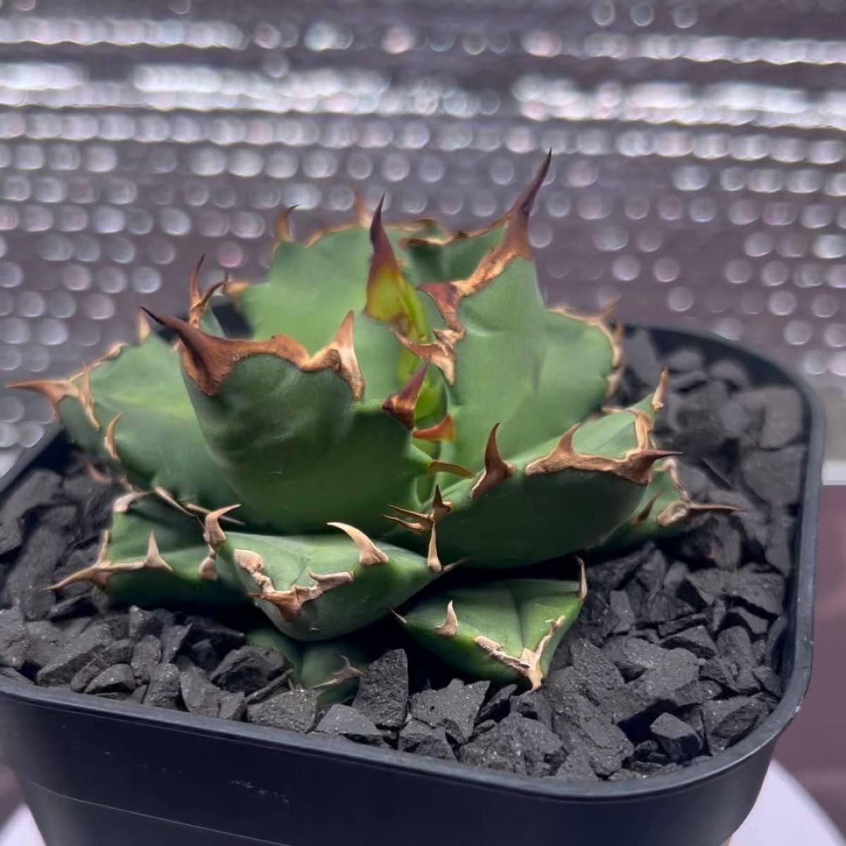 アガベ AGAVE チタノタ titanota 姫厳竜 子株 2-8 鉢のまま発送