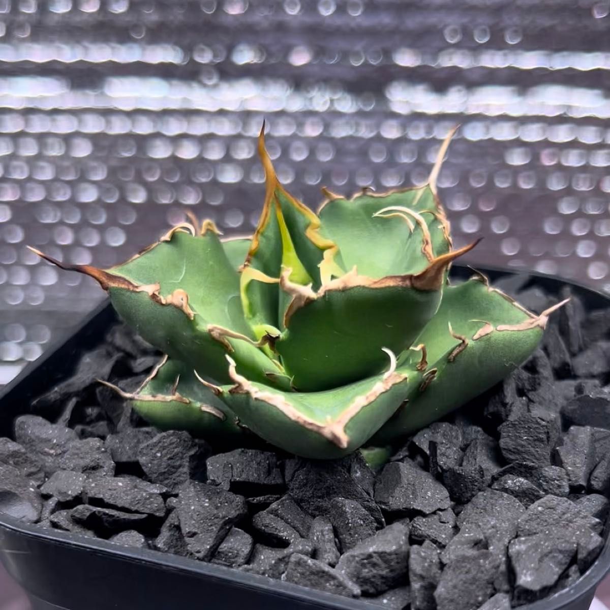 アガベ Agave チタノタ titanota FO-022 金鑽 ゴールデンダイヤモンド 子株 1-5 鉢のまま発送