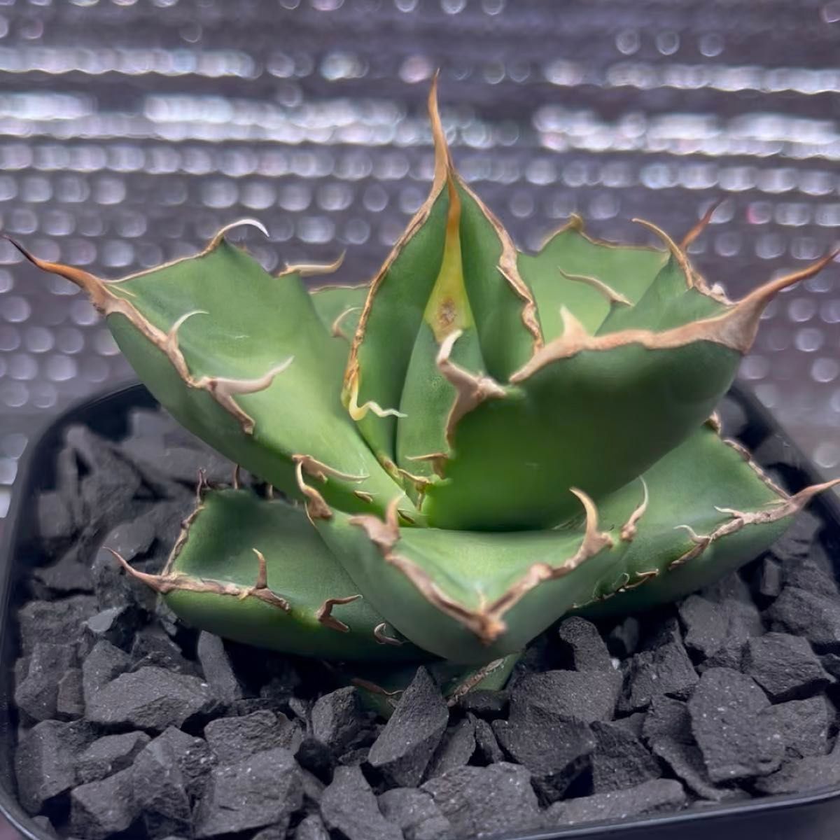 アガベ Agave チタノタ titanota FO-022 金鑽 ゴールデンダイヤモンド 子株 1-2 鉢のまま発送
