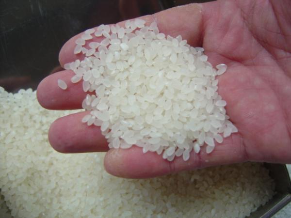 新米　令和３年度産　ギフトに　 京都丹波産こしひかり米5㌔2１８０円明智光秀ゆかりの丹波のお米